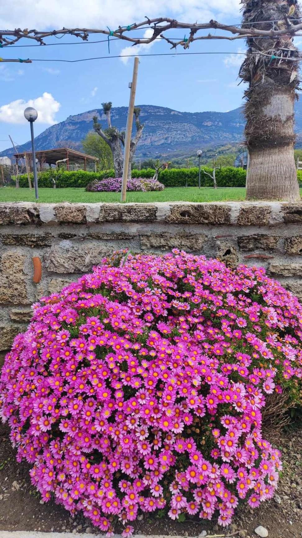 Le Colline Di Paestum Bed and Breakfast Capaccio Εξωτερικό φωτογραφία